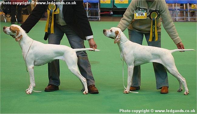Click to view the full Crufts 08 Album
