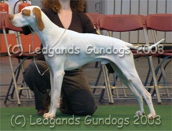 Special Junior Dog