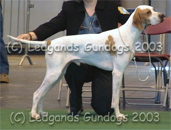 4th Special Junior Dog