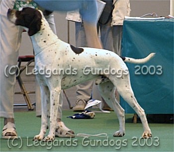 Mid Limit Dog