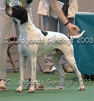 Mid Limit Dog