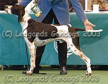 3rd Post Graduate Dog