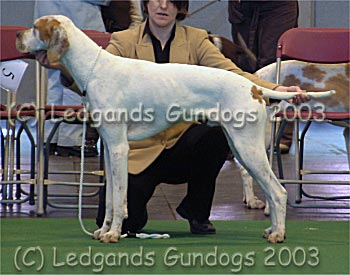 5th Special Junior Dog