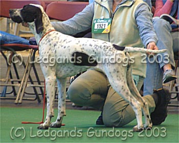 1st Special Puppy Bitch & BPIB