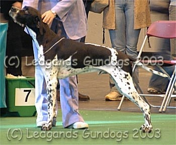 Mid Limit Dog
