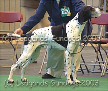 2nd Special Veteran Dog