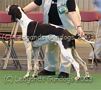 1st Special Junior Dog