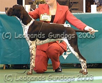 Mid Limit Dog