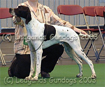 Special Puppy Dog