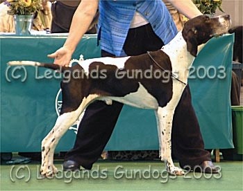 5th Special Veteran Dog