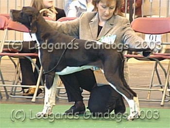 Post Graduate Dog