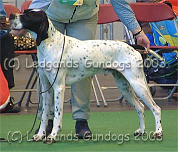 5th Open Dog