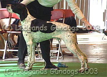 3rd Open Dog