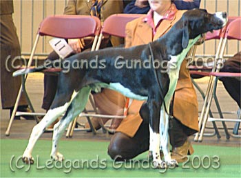 1st Open Dog