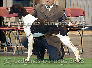 3rd Special Yearling Dog