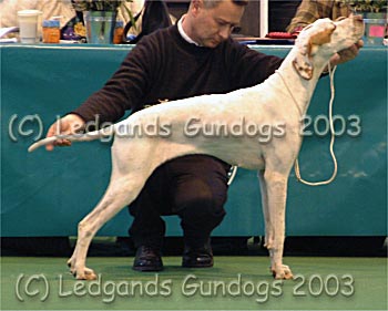 4th Special Yearling Bitch & 5th PGB