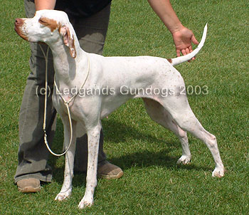3rd Special Yearling Bitch