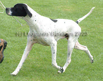 DCC & 1st Limit Dog