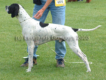DCC & 1st Limit Dog