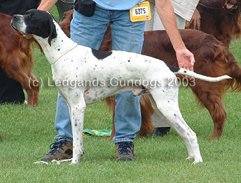 DCC and 1st Limit Dog