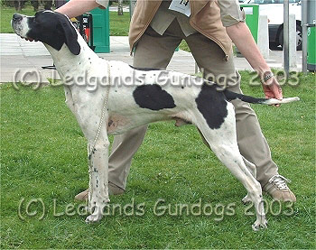Maiden & Open Dog