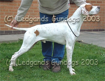 3rd Open Dog