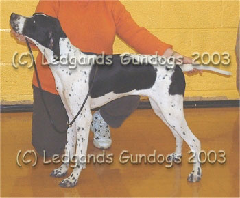 1st Puppy, 2nd Maiden & Novice Dog
