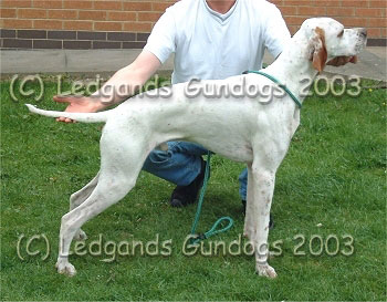 5th Junior, 3rd Maiden & 2nd Special Beginners Dog
