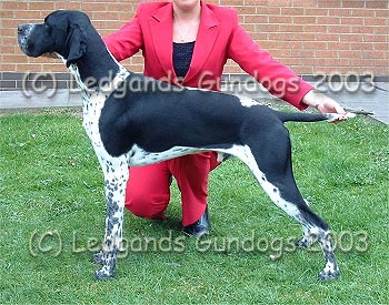 Post Graduate Dog