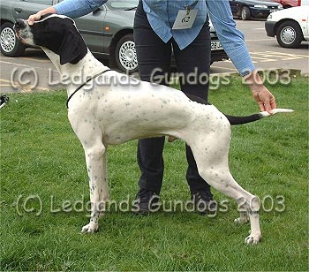 Junior & 5th Novice Dog
