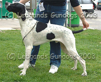 Junior & Novice Dog