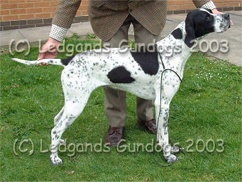 3rd Special Yearling Dog, Post Grad Dog