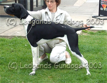 Post Grad & Mid Limit, 4th Special Beginners Dog
