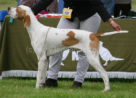 National Gundog Champ Show 2007: Minor Puppy Dog