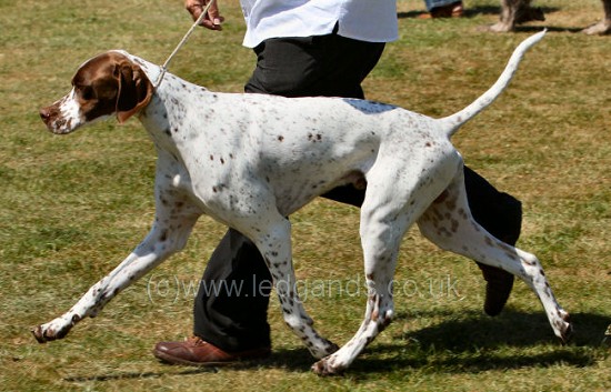 Southern Counties 2011 > Post Graduate Dog >> Afterglow Game Face at ...