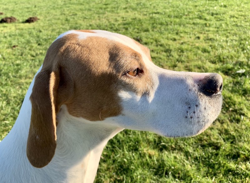 Candi - Ledgands Senator Padme