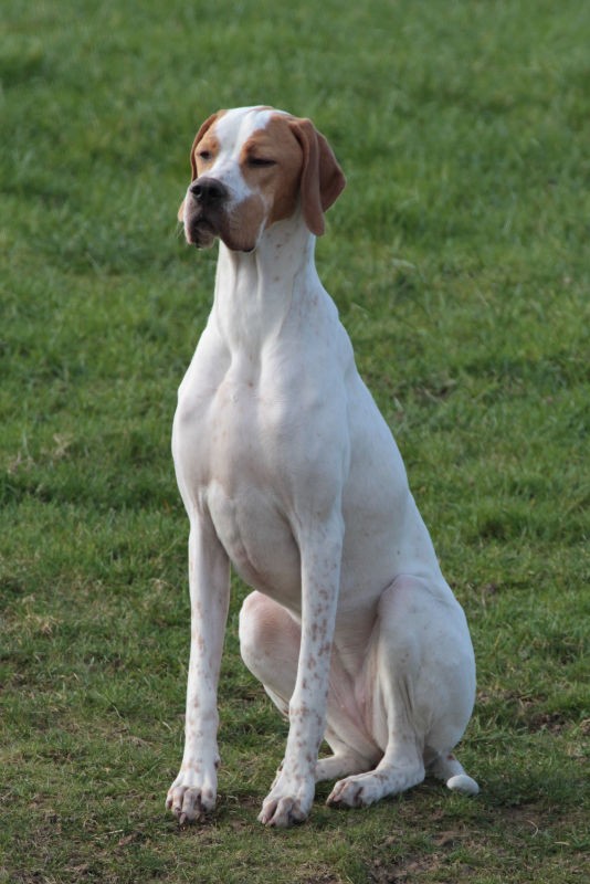 Vespa - International/Dutch/Lux Sh Ch Sunny Side Up at Ledgands BW’14