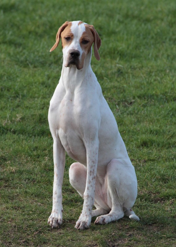 Vespa - International/Dutch/Lux Sh Ch Sunny Side Up at Ledgands BW’14