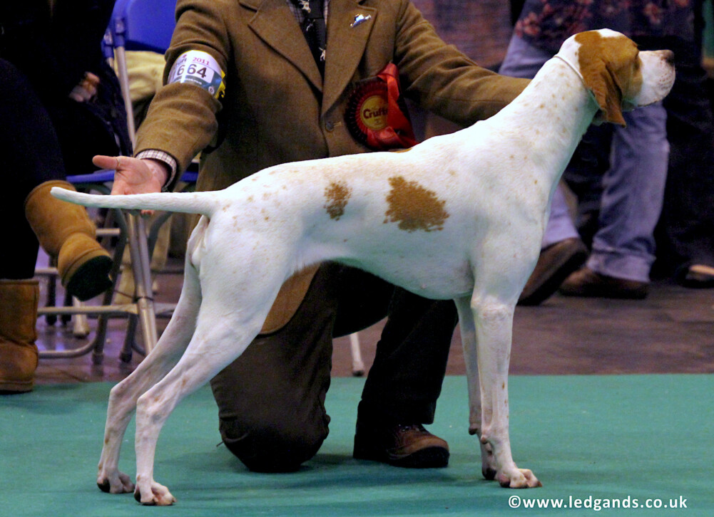 Summer - Multi Show Champion Aurichalcum Miss Tified Ledgands