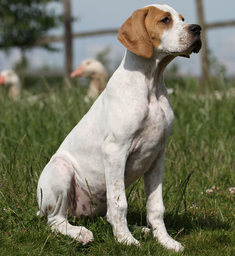 Vespa - International/Dutch/Lux Sh Ch Sunny Side Up at Ledgands BW’14