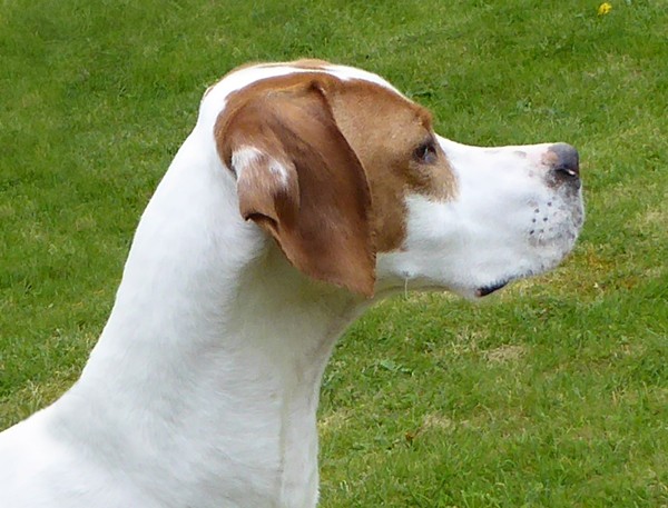 Candi - Ledgands Senator Padme