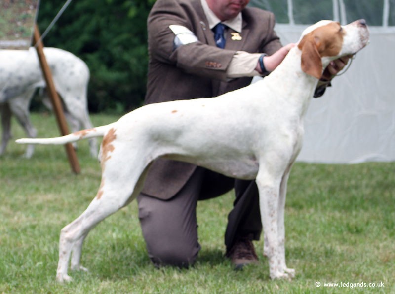 Vespa - International/Dutch/Lux Sh Ch Sunny Side Up at Ledgands BW’14