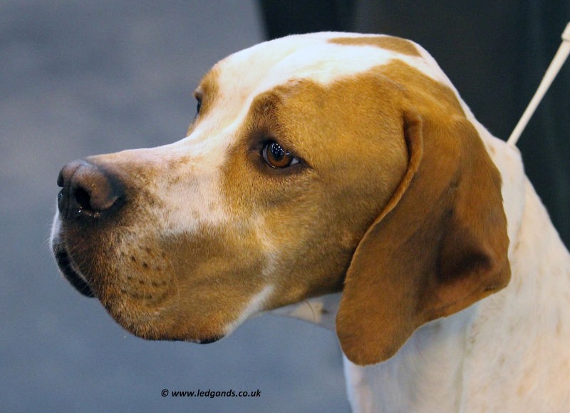 Vespa - International/Dutch/Lux Sh Ch Sunny Side Up at Ledgands BW’14