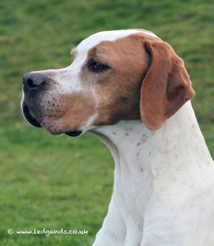 Vespa - International/Dutch/Lux Sh Ch Sunny Side Up at Ledgands BW’14