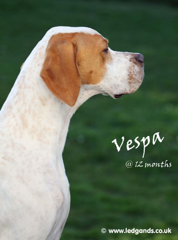 Vespa - International/Dutch/Lux Sh Ch Sunny Side Up at Ledgands BW’14