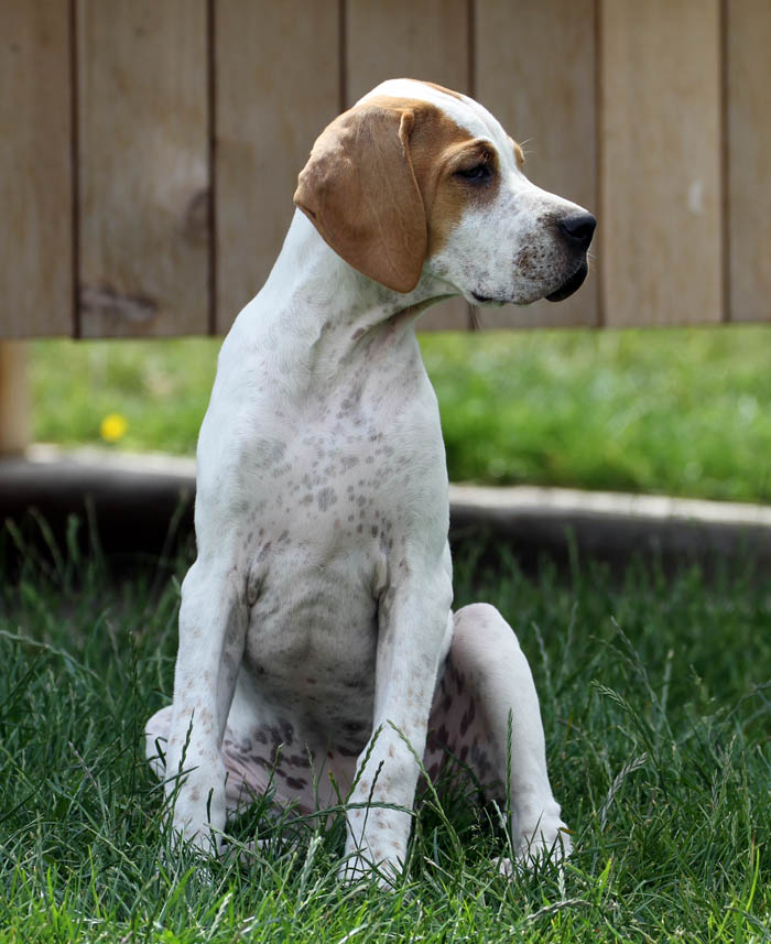 Vespa - International/Dutch/Lux Sh Ch Sunny Side Up at Ledgands BW’14