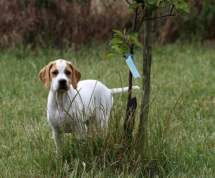 Vespa - International/Dutch/Lux Sh Ch Sunny Side Up at Ledgands BW’14