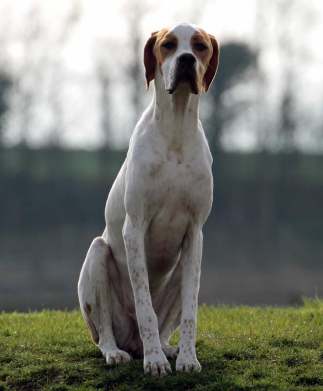 Vespa - International/Dutch/Lux Sh Ch Sunny Side Up at Ledgands BW’14