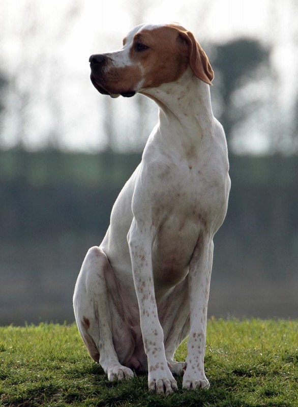 Vespa - International/Dutch/Lux Sh Ch Sunny Side Up at Ledgands BW’14