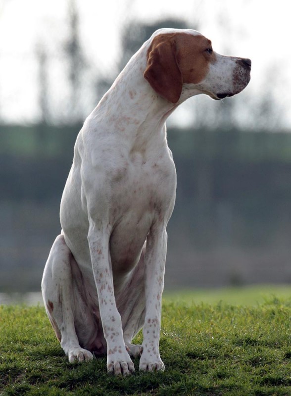 Vespa - International/Dutch/Lux Sh Ch Sunny Side Up at Ledgands BW’14